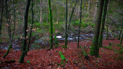 Obraz premium Herbst in den Ardennen 