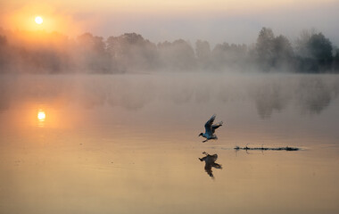 Obraz na płótnie Canvas foggy sunrise over the river with bird flying over the water