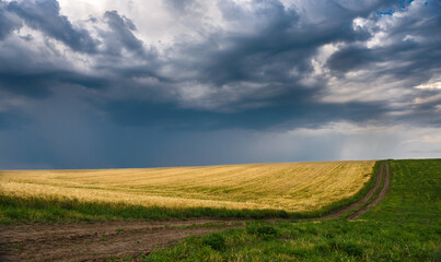 wheat field and sky