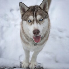 siberian husky dog