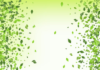 Fototapeta na wymiar Lime Foliage Fresh Green Background Poster. Swirl 