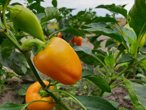 ripe yellow bell pepper in a vegetable garden, selective focus