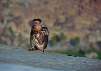 Affe isst Kokosnuss Hampi Indien 4