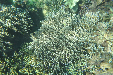 Fototapeta na wymiar coral reef with fish