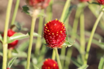 秋の公園に咲くセンニチコウの赤い花