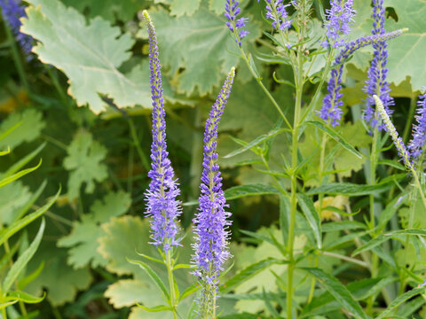 Veronica longifolia - Langbl&auml;ttriger Ehrenpreis mit wundersch&ouml;ne traubige Bl&uuml;tenst&auml;nde in Blau oder blaulila