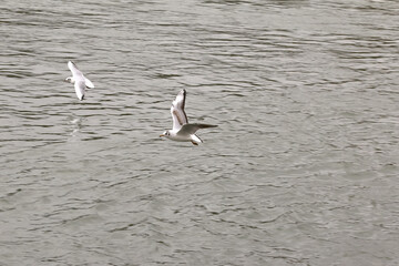 Sturmmöwe im Flug, Larus Canus