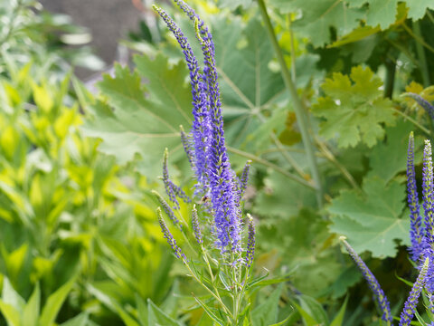Veronica longifolia - Langbl&auml;ttriger Ehrenpreis mit wundersch&ouml;ne traubige Bl&uuml;tenst&auml;nde in Blau 