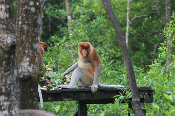 Fototapeta premium Proboscis monkeys are long-nosed monkeys with reddish brown hair and are one of two species in the genus Nasalis. Proboscis monkeys are endemic to the island of Borneo which is famous for its mangrove