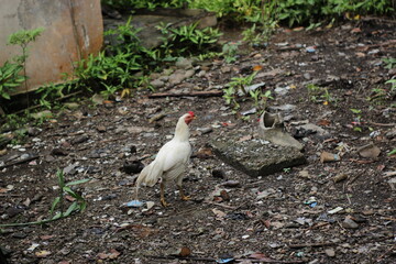 white rooster looking for food