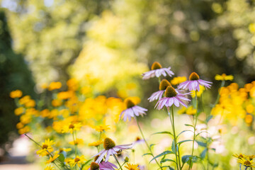 Wild purple cosmos flowers in meadow in rays of sunlight on blurred nature landscape park background with copy space, soft focus, beautiful bokeh. Autumn flowers bright foliage backdrop