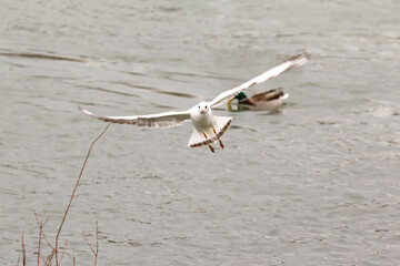 Sturmmöwe im Flug, Larus Canus