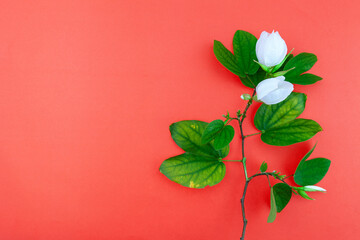 White flower and leafs on red paper background.