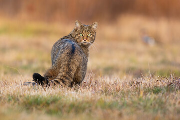 Surprised european wildcat, felis silvestris, turning back on meadow. Stripped predator looking to the camera from rear view. Brown hunter observing on dry field in autumn. © WildMedia