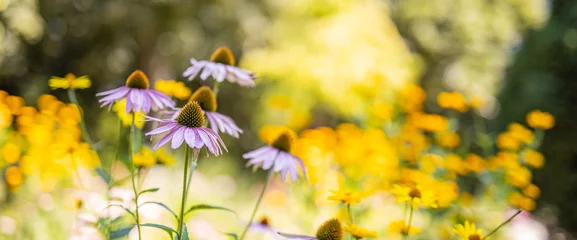 Tuinposter Beautiful wild flowers purple wild floral garden in morning haze in nature close-up macro. Landscape wide format, landscape banner as artistic image. Relaxing, romantic blooming flowers, love romance  © icemanphotos