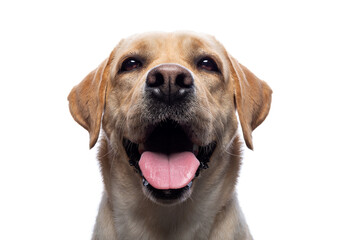 Portrait of a Labrador Retriever dog on an isolated white background.