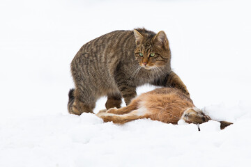 european wildcat, felis silvestris, hunting on meadow in winter nature. Stripped predator protecting a prey on white field. Brown hunter standing next to dead rabbit on snow. © WildMedia