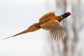 common pheasant, phasianus colchicus, flying in the air in winter nature. Ring-necked bird with...