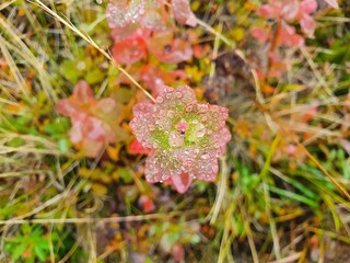 A beautiful plant in drops of morning dew. The plant of beautiful juicy shades grows in a forest glade.