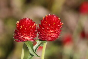 秋の公園に咲くセンニチコウの赤い花