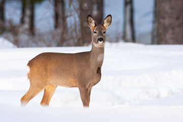 Alert roe deer, capreolus capreolus, doe standing on meadow in winter nature. Female mammal looking...