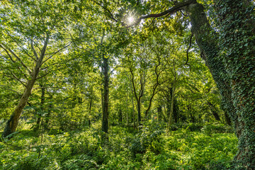 Panorama of a green forest of deciduous trees with the sun casting its rays of light through the foliage. Beautiful green forest, relaxing, tranquil nature scenery, green forest landscape