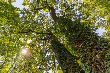 Fototapeta premium Panorama of a green forest of deciduous trees with the sun casting its rays of light through the foliage. Beautiful green forest, relaxing, tranquil nature scenery, green forest landscape