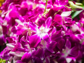 Fototapeta na wymiar Fresh Orchid Flowers