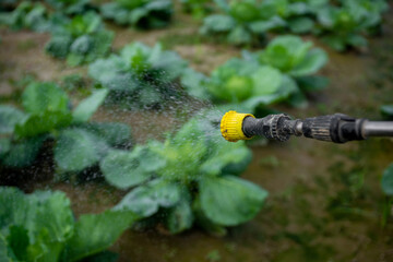 Spraying pesticide from the nozzle of the sprayer manual. Medicines are being sprayed to control insects in vegetable gardens.