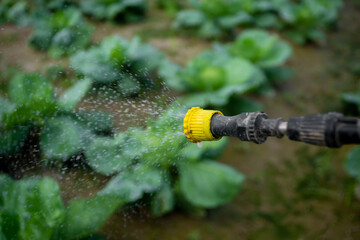 Spraying pesticide from the nozzle of the sprayer manual. Medicines are being sprayed to control insects in vegetable gardens.