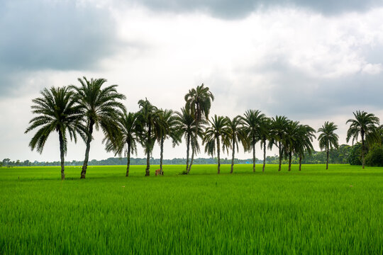 Some date palm trees standing in the green paddy field in Jessore, Bangladesh.