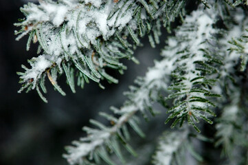 Green pine-needles covered with snow. Macro, detail, close-up.