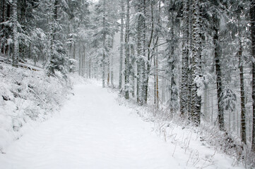 Snow covered forest in France, Vosges, Europe.