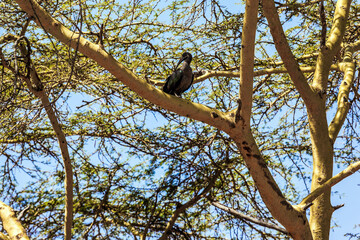  African hadda ibis