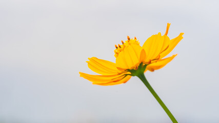 キバナコスモス