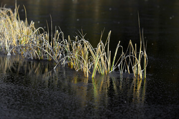 Frozen grass