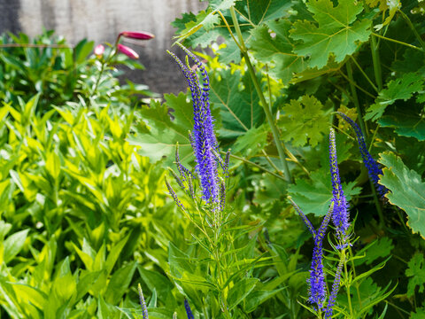 Veronica longifolia | Langbl&auml;ttriger Ehrenpreis oder Langbl&auml;ttriger Blauweiderich mit blaue Bl&uuml;te oder Blaulila trichterf&ouml;rmig