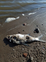 Dead fish on the beach. Water pollution concept image