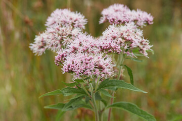  Valeriana officinalis or cat grass  flowering  in the meadow. Close up view