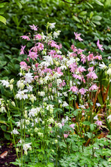 Aquilegia vulgaris 'Munstead White' a springtime summer pink white flower which is a spring herbaceous perennial plant commonly known as columbine stock photo image