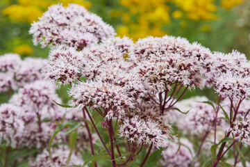  Valeriana officinalis or cat grass  flowering  in the meadow. Close up view