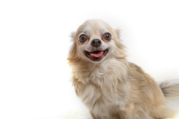 companion dog smiling with white background. Studio photo. Copy space