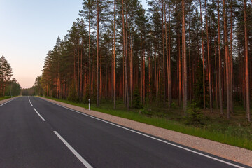 Pine forest on the side of the road in spring