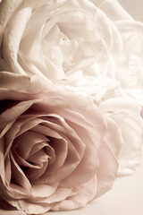 Obraz Romantyczna Róża