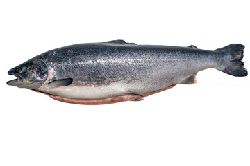 salmon fish on white background it are RAW food