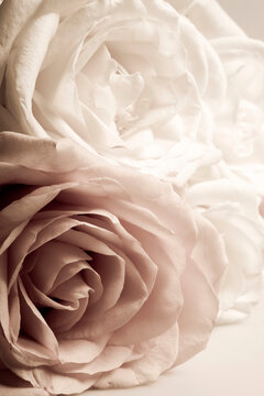 romantic flower roses in old white and pink vintage colors like artistic and art picture of flower