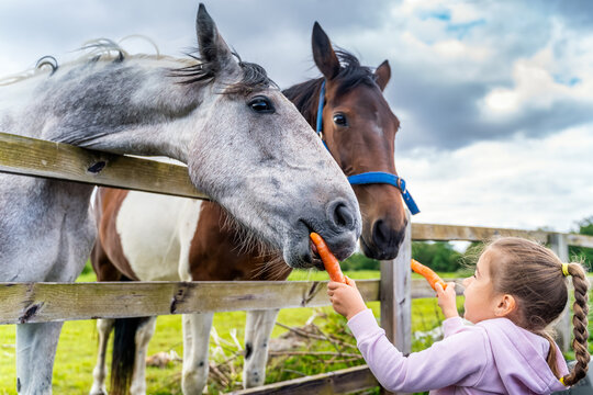 Young, Caucasian White, girl watching and feeding horses with carrots on the field or farm at bright sunny day, Dublin, Ireland