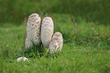 weiße Pilze Schopf-Tintlinge nebeneinander auf der Wiese