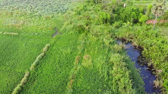 Cambogia veduta aerea di risaie e case
