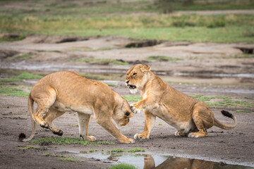 Two lionesses fighting in Ndutu in Tanzania